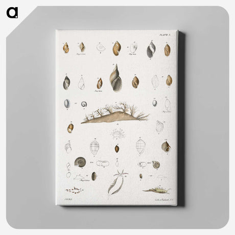 1-69_Zoology-of-New-York_canvas
