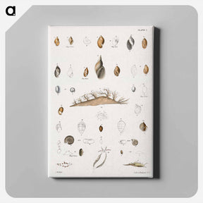 アートパネル-Different types of seashells illustration from Zoology of New York by James Ellsworth De Kay - ニューヨークの動物学 Canvas.