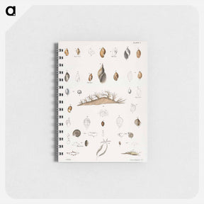 アートメモ帳-Different types of seashells illustration from Zoology of New York by James Ellsworth De Kay - ニューヨークの動物学 Memo.