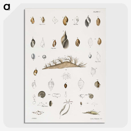 1-69_Zoology-of-New-York_picture-crop