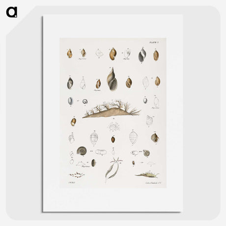 1-69_Zoology-of-New-York_picture