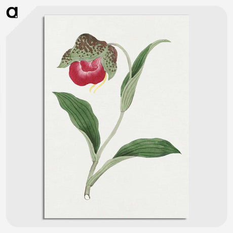 1-6_19th-Century-Japanese-Flowers_picture-crop