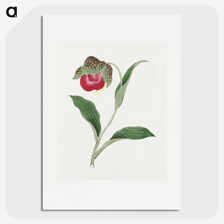 1-6_19th-Century-Japanese-Flowers_picture