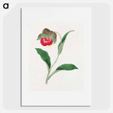 Atsumori - 19世紀の日本の花 Poster.