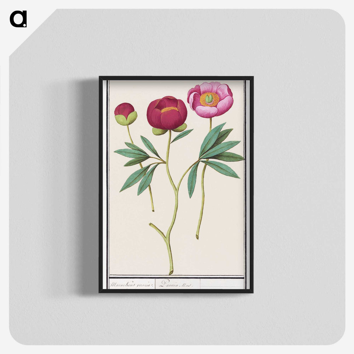 1-6_Anselmus-Boetius-de-Boodt_blk-crop