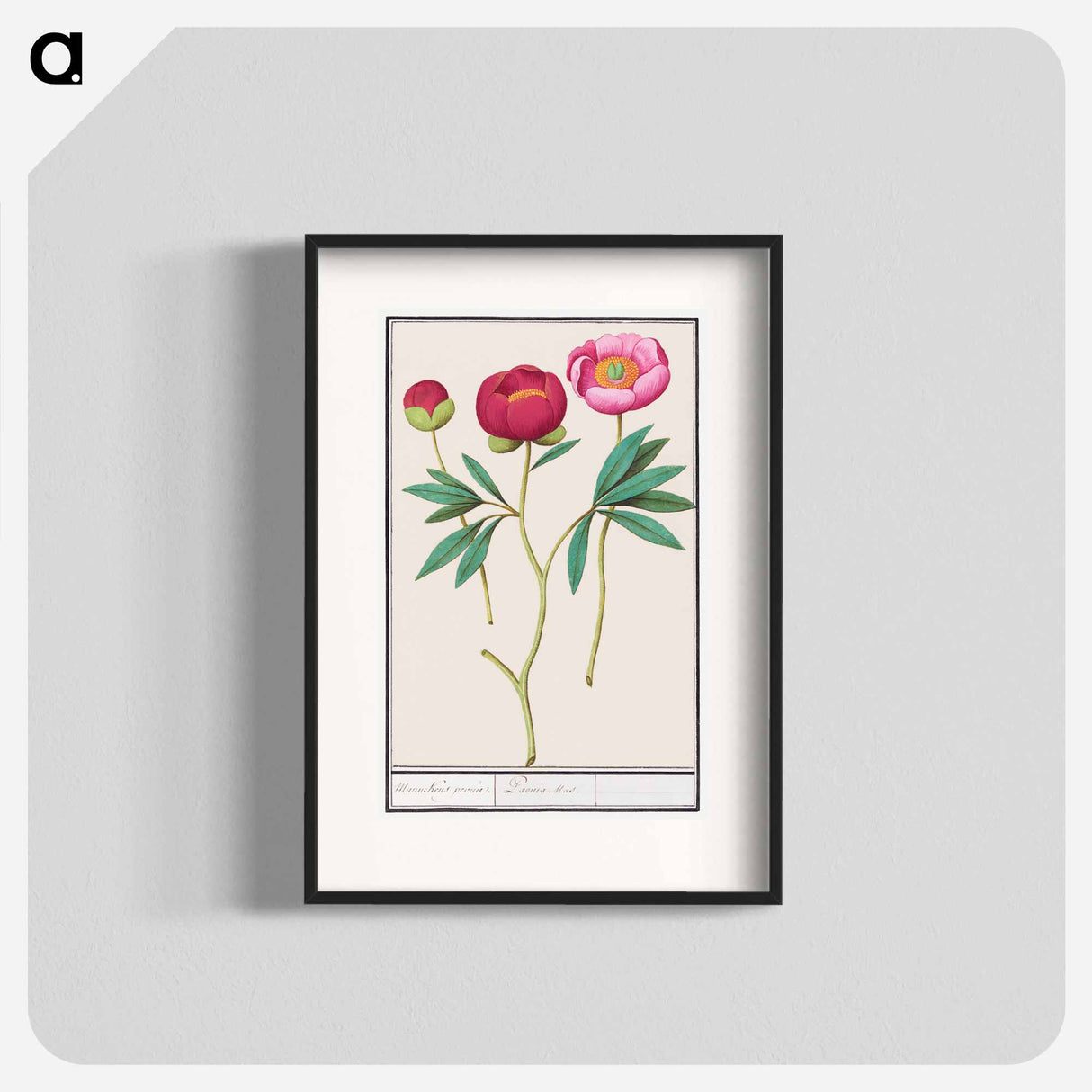 Peony - アンセルムス ボエティウス デ ブート Poster.