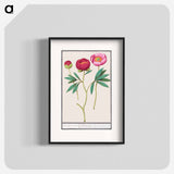 Peony - アンセルムス ボエティウス デ ブート Poster.
