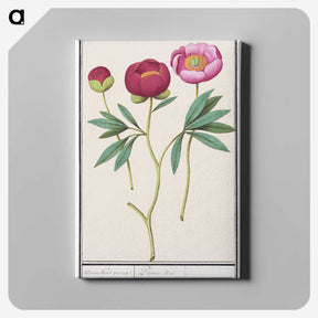 1-6_Anselmus-Boetius-de-Boodt_canvas