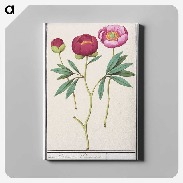 1-6_Anselmus-Boetius-de-Boodt_canvas