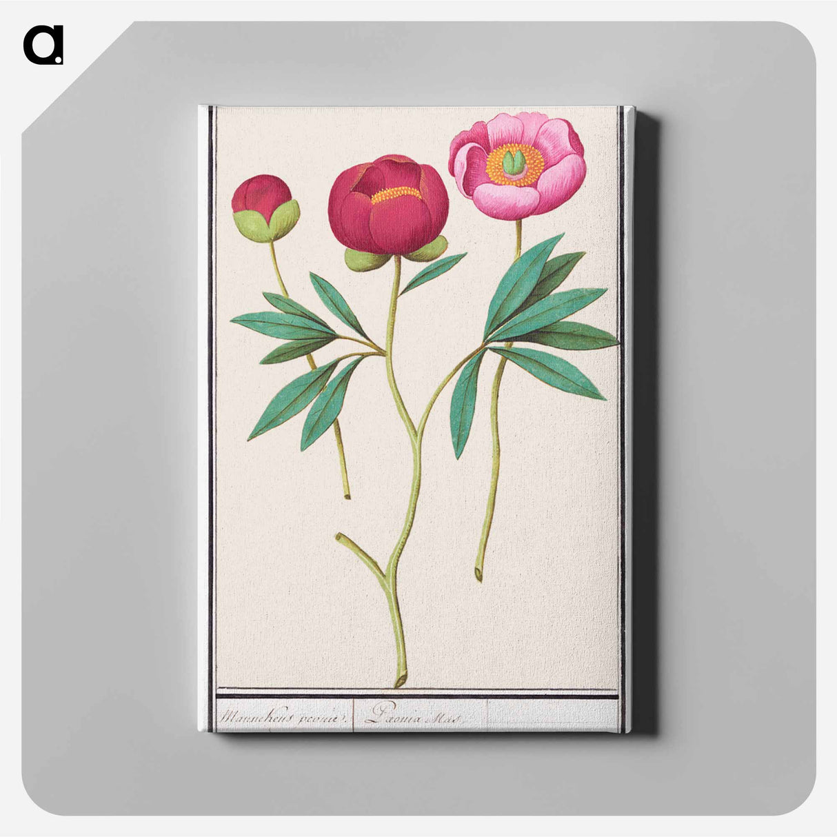 Peony - アンセルムス ボエティウス デ ブート Canvas.