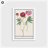 1-6_Anselmus-Boetius-de-Boodt_hagaki