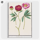 1-6_Anselmus-Boetius-de-Boodt_picture-crop