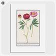 1-6_Anselmus-Boetius-de-Boodt_picture