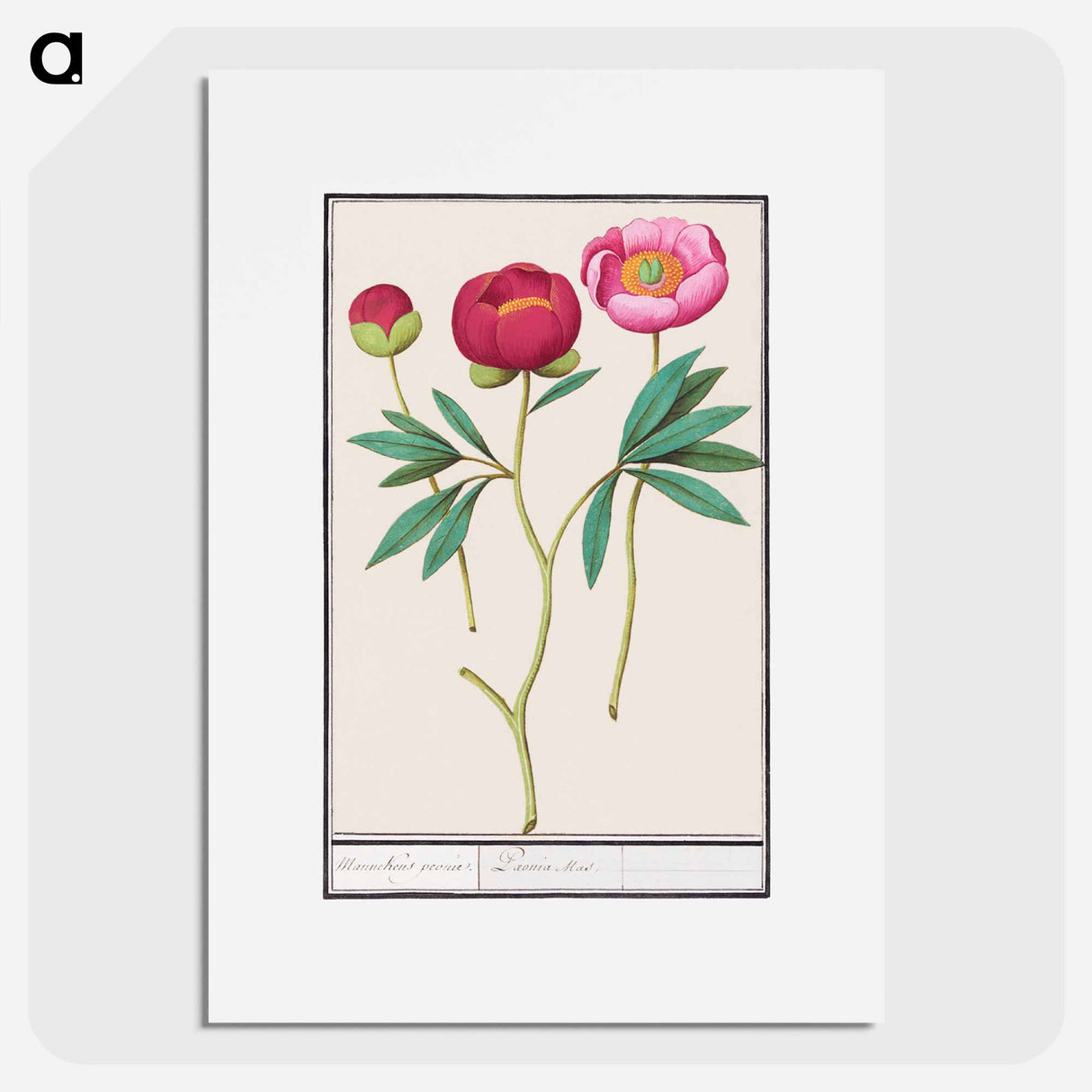 Peony - アンセルムス ボエティウス デ ブート Poster.