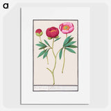 Peony - アンセルムス ボエティウス デ ブート Poster.