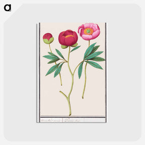 アートポストカード-Peony - アンセルムス ボエティウス デ ブート Postcard.