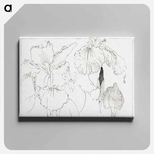 Japanese Iris Illustration
 - 美術世界 Canvas.