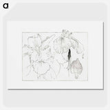 アートポスター-Japanese Iris Illustration
 - 美術世界 Poster.