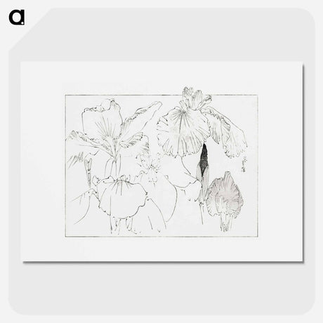 アートポスター-Japanese Iris Illustration
 - 美術世界 Poster.