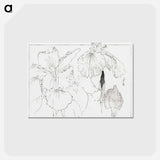 アートポストカード-Japanese Iris Illustration
 - 美術世界 Postcard.