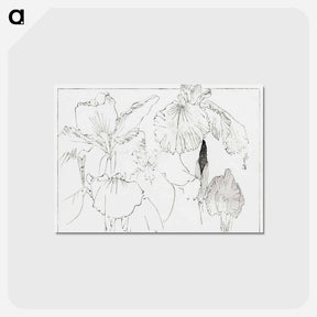 アートポストカード-Japanese Iris Illustration
 - 美術世界 Postcard.
