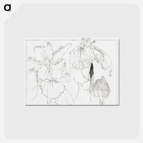 Japanese Iris Illustration
 - 美術世界 Postcard.