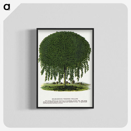 1-6_Botanical-Specimen-Plates_blk-crop
