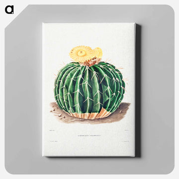Parodia Sellowii
 - シャルル アントワーヌ ルメール Canvas.