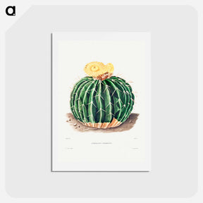 アートポストカード-Parodia Sellowii
 - シャルル アントワーヌ ルメール Postcard.