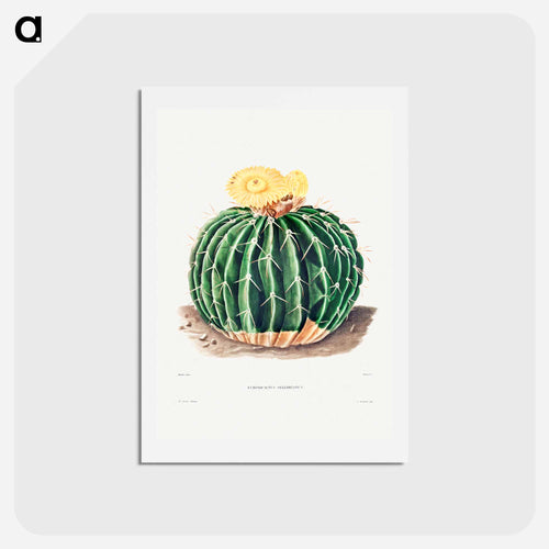 Parodia Sellowii
 - シャルル アントワーヌ ルメール Postcard.