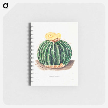 Parodia Sellowii
 - シャルル アントワーヌ ルメール Memo.
