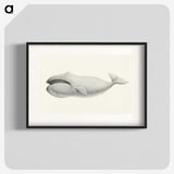 1-6_Charles-Melville-Scammon_blk