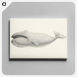 1-6_Charles-Melville-Scammon_canvas