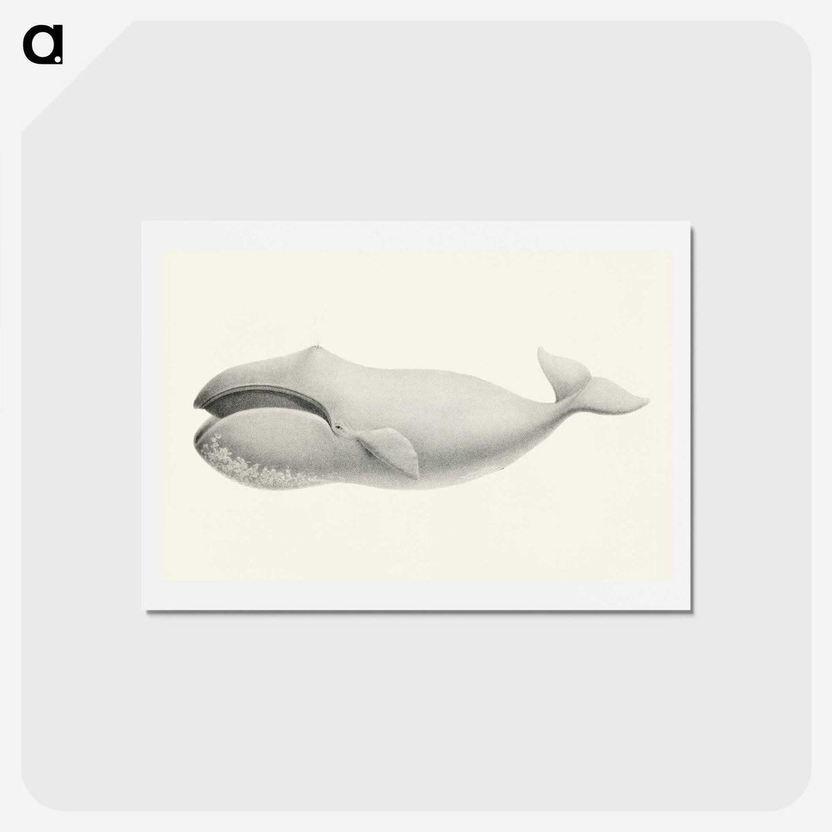 1-6_Charles-Melville-Scammon_hagaki