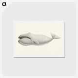 1-6_Charles-Melville-Scammon_hagaki