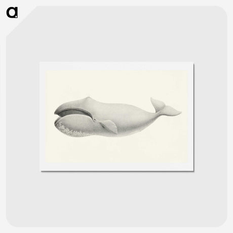 1-6_Charles-Melville-Scammon_hagaki