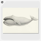 1-6_Charles-Melville-Scammon_picture-crop