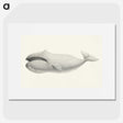 1-6_Charles-Melville-Scammon_picture