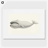 1-6_Charles-Melville-Scammon_picture