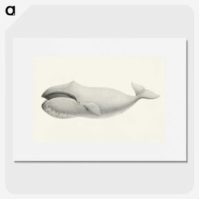 1-6_Charles-Melville-Scammon_picture