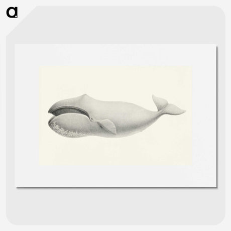 1-6_Charles-Melville-Scammon_picture