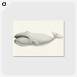 1-6_Charles-Melville-Scammon_postcard