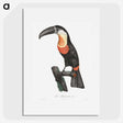 1-6_Des-Oiseaux-de-Paradis_picture