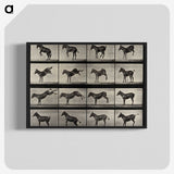 1-6_Eadweard-Muybridge_blk-crop