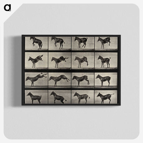 1-6_Eadweard-Muybridge_blk-crop