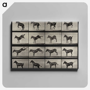 1-6_Eadweard-Muybridge_canvas