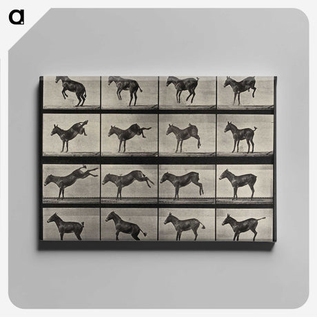1-6_Eadweard-Muybridge_canvas