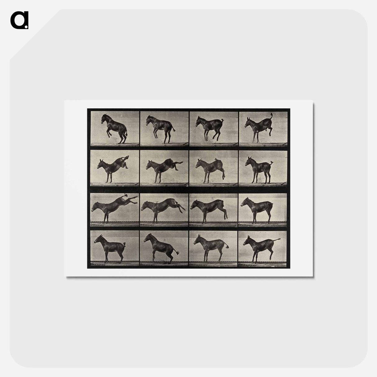 アートポストカード-Rearing Horse
 - エドワード マイブリッジ Postcard.