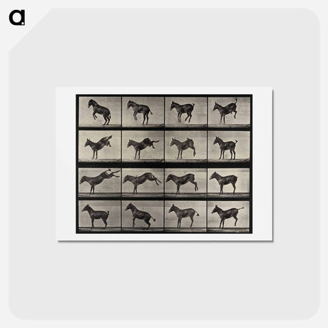 アートポストカード-Rearing Horse
 - エドワード マイブリッジ Postcard.