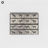 1-6_Eadweard-Muybridge_memo